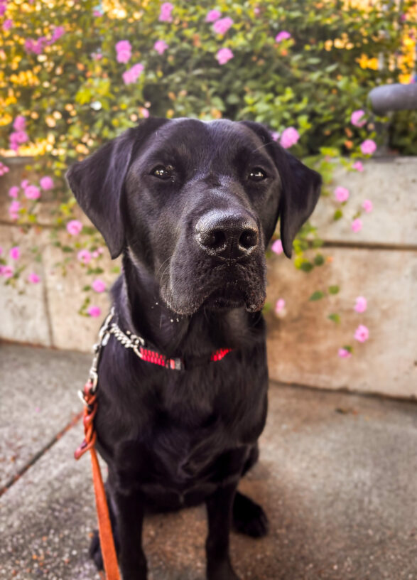 Neema sits on a pathway in front of purply flowered bushes looking attentively at the camera