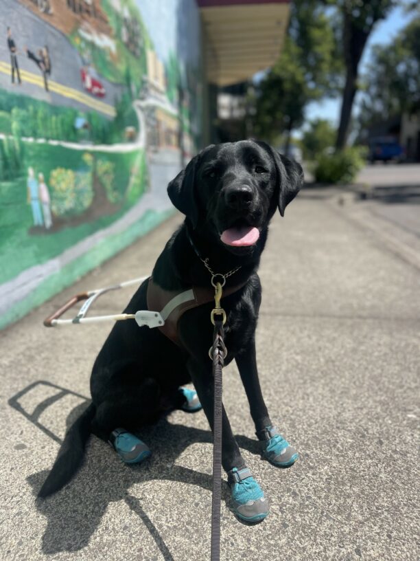 Newton, a male black Labrador, sits on a cement sidewalk in front of a mural of Downtown Gresham. He is wearing his harness and 4 teal colored shoes. His tongue is hanging out.