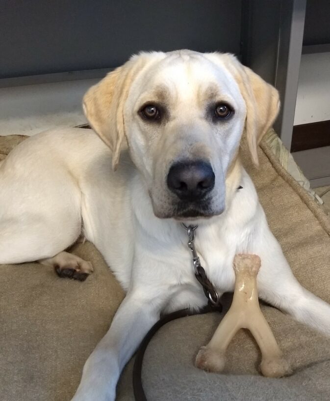 Yellow Lab Prescott is laying on a dog bed and there is a Y shaped dog bone leaning up against him.