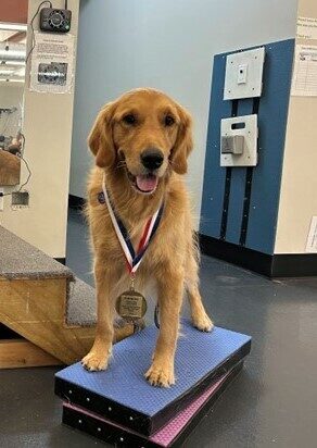 Riggs sporting a gold medal for being a certified good boy! Actually, a certified mobility service dog, but also a very good boy.