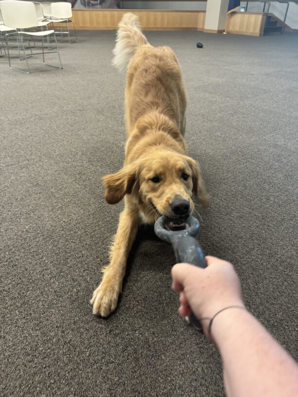 Yellow long coated cross, Sal, is in a play bow while playing tug with his instructor. He is holding a grey tug toy ring in his mouth and his handler is holding the other end.
