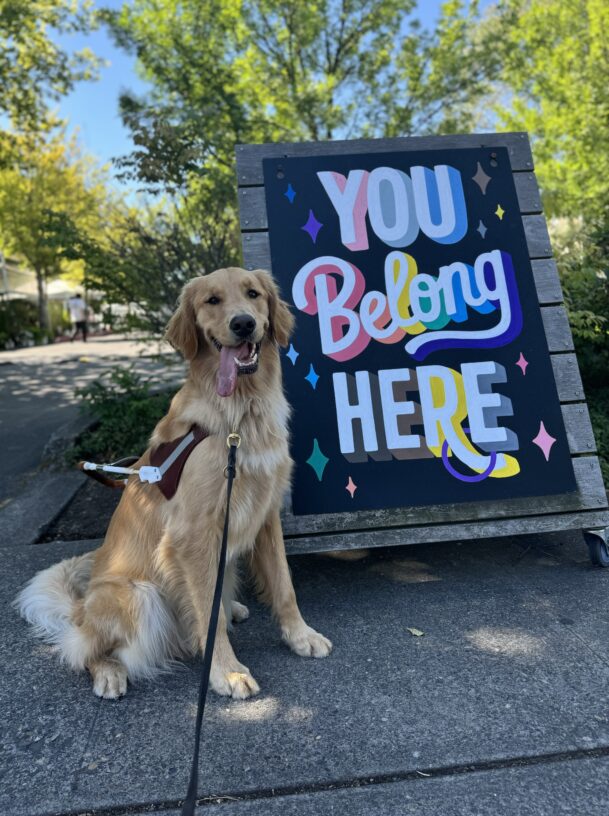 Yellow long coated cross, Sal, sits in his harness in front of a sign that reads