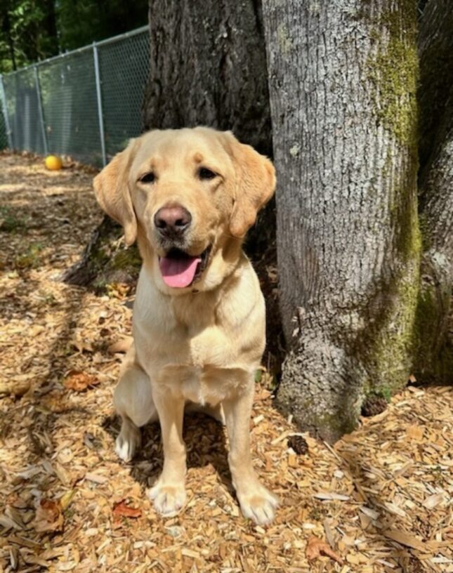 Vindy is in a free run area on the Oregon Campus. She sits next to a tree with her ears perked up and her tongue out.
