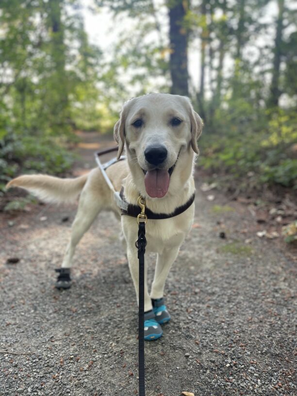 Slater, a male Labrador and Golden cross, stands on the Oregon Trail. He is wearing his harness and teal shoes. His tongue is hanging out and his tail is wagging.