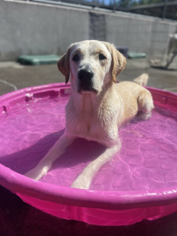 Slater, a male Labrador and Golden cross, lays in a pink pool in community run. He is looking at the camera.