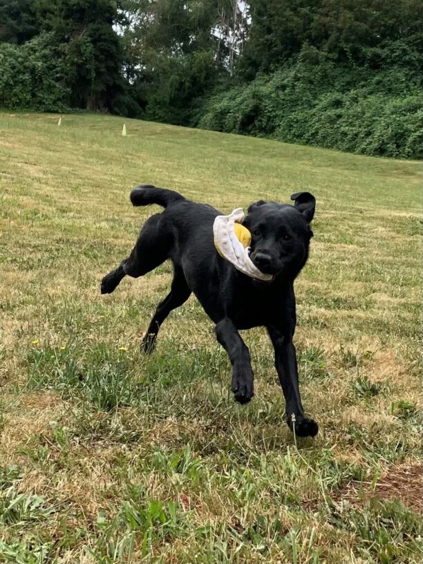 Darcelle carries a stuffie egg in her mouth as she runs through the grass. Her ears are flying out behind her and her forehead is adorable wrinkly.