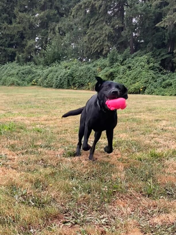 Darcelle runs in a grassy area carrying a pink rubber toy in her mouth. Her front feet are in the air and she has a big smile on her face!