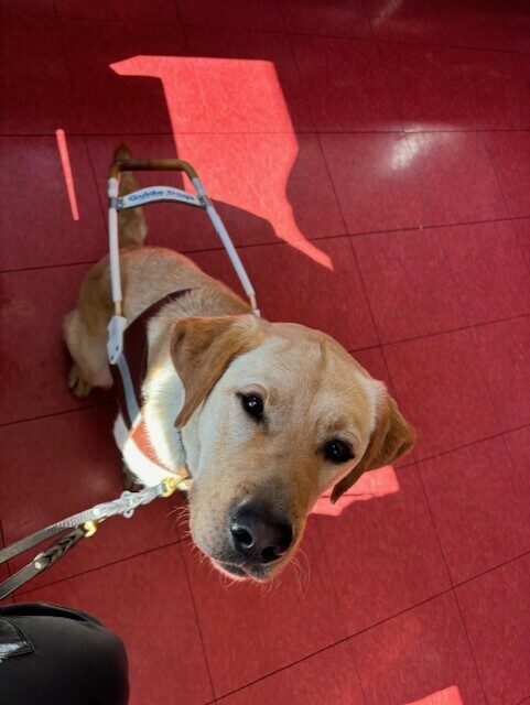 Jericho is wearing his harness and looking up at the camera. Bright red floor tiles are visible under him.