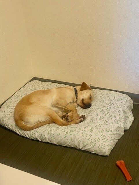 Jericho is curled up on a comfy dog bed in the office. He is fast asleep.