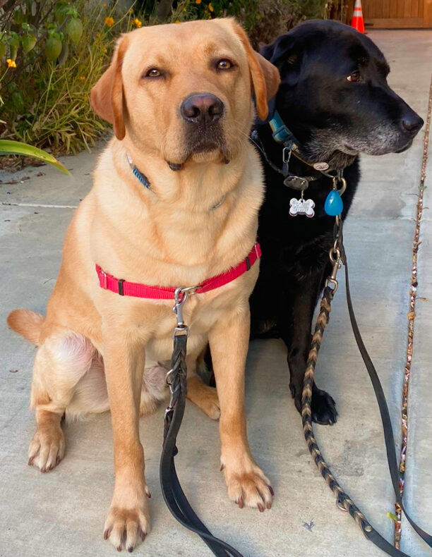 Yellow lab Julio sits next to a black lab while looking up at the camera.