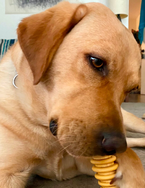 Yellow lab Julio gets a close-up of his face while he chews on a yellow bone.