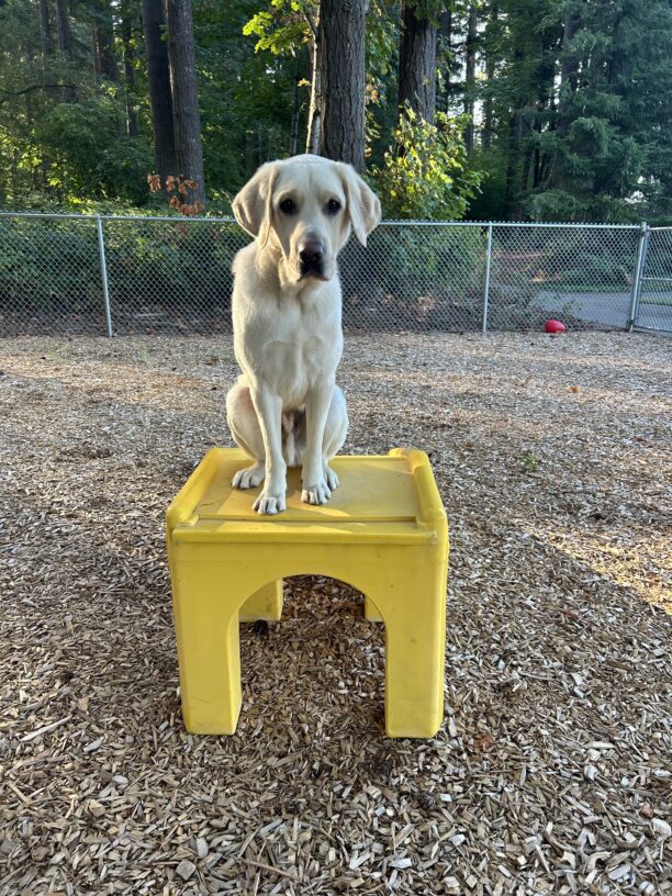 Yellow lab Fillmore sits atop a bright yellow play structure in a mulched off-leash area on campus. He has a serious look on the face, while he takes a break from zooming around.