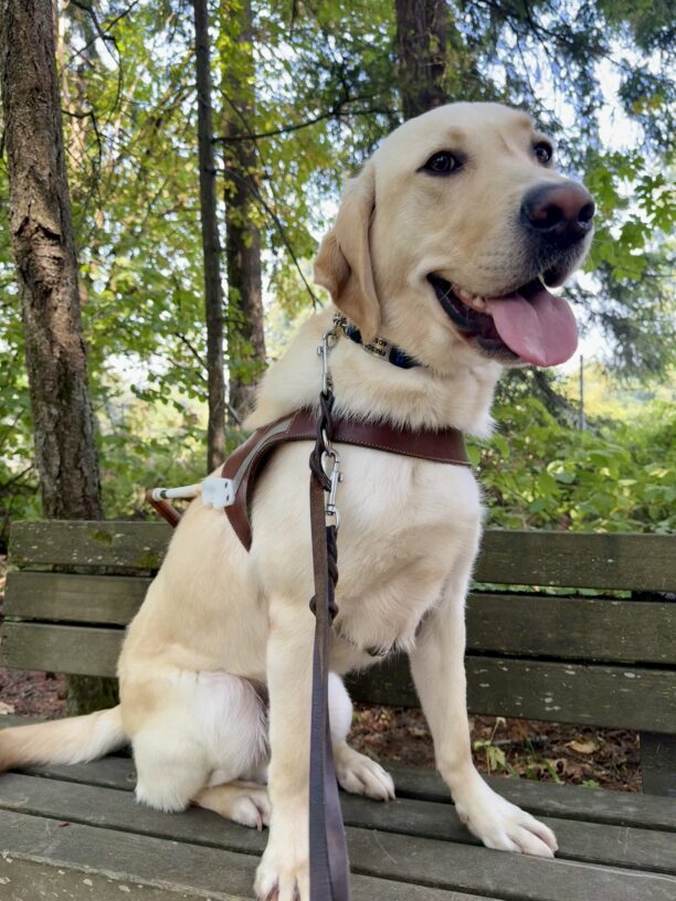 In harness, Fresco sits on a bench on a wooded path. He smiles softly at the camera and is mid-tail wag.
