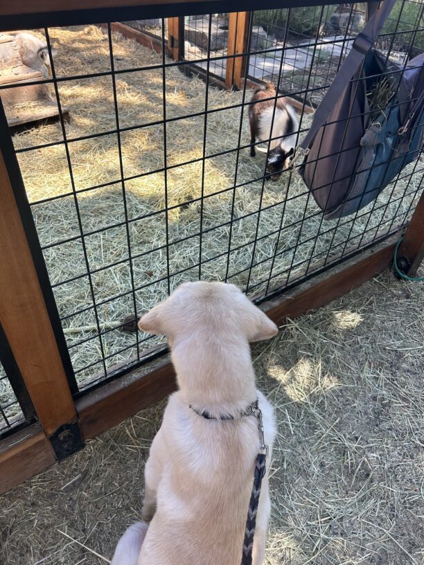 Yellow lab Fillmore sits and looks into a goat pen while on a sensory walk. A small, baby goat can be seen behind the fence.
