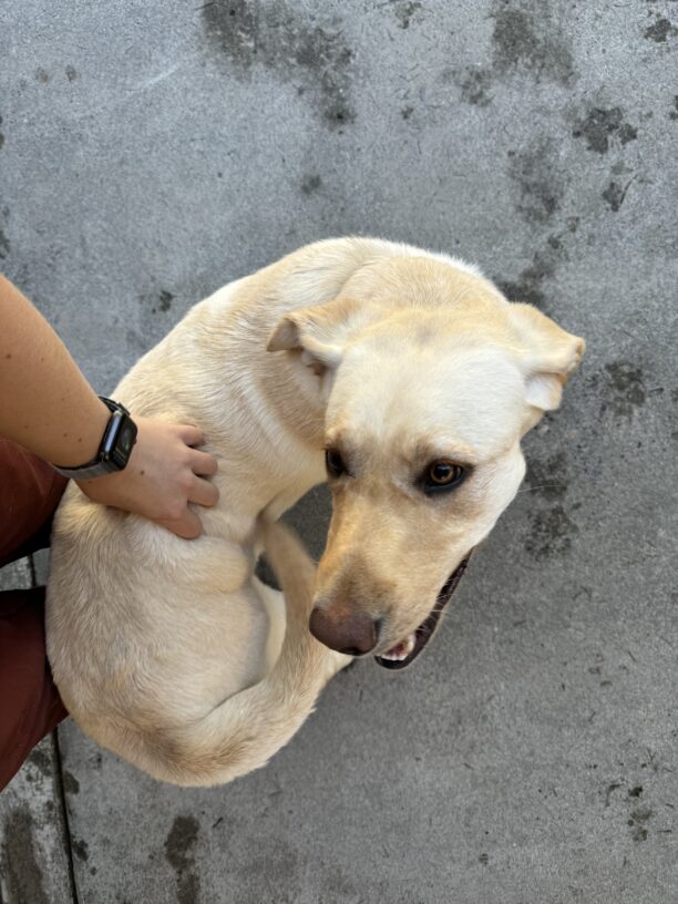 In Community Run, Fran spins her body in a tight circle with her tail wagging and a smile on her face as a hand reaches down to pet her back.