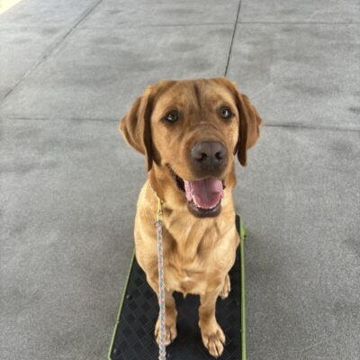 A dark yellow, male Labrador Retriever looks up into the camera with his mouth open and a happy expression on his face. He is sitting on a green training pedestal looking proud.