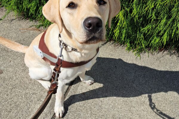 Yellow lab (Jean) sitting in harness in front of green bushes and trees.
