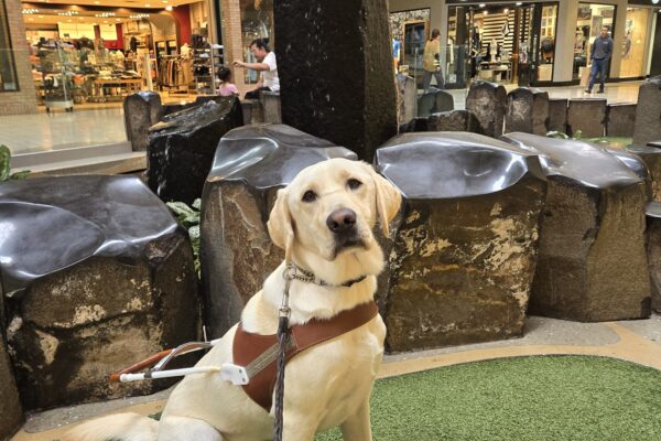 Janey is in Clackamas Town Center. She's sitting on fake grass in front of a water feature. She's looking at the camera while wearing her harness and back booties.