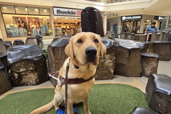 Clay is in Clackamas Town Center. He's sitting on fake grass in front of a water feature. He's looking at the camera while wearing his harness and back booties.