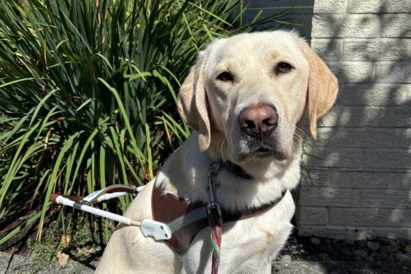 A male yellow Labrador Retriever in harness sits in a sidewalk looking at the camera. Behind him is a garden bed and white building.