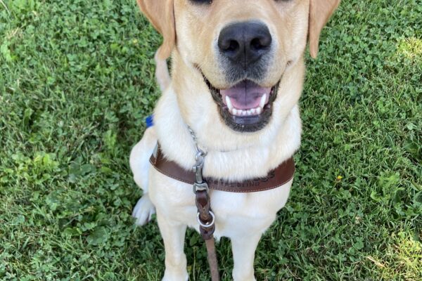 Dottie is sitting in the grass, looking up at the camera with her mouth open in a smile. She is wearing a guide dog harness.