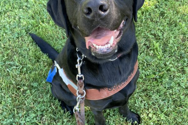 Lombard is sitting in the grass wearing a guide dog harness and looking up at the camera. His head is slightly tilted to one side and his mouth is open in a big smile.