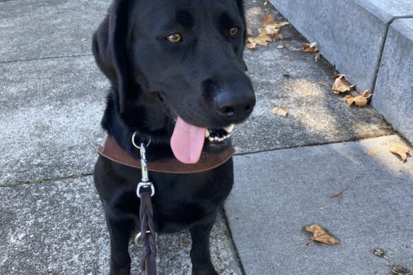 Kelby is sitting on the sidewalk in harness. She just finished a training session, and her pink tongue is hanging out. She is looking forward to a nice cold bowl of water.