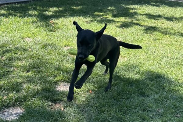Carly playing in a grass yard with a yellow west paw toy in her mouth. She is in mid jump with her ears flopping in the air.