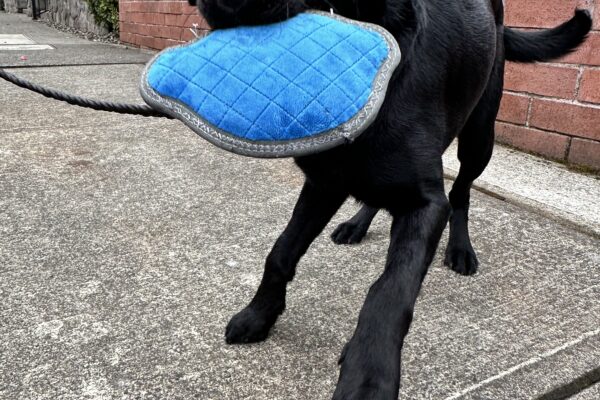 Fumiko, a female black lab, stands on a sidewalk holding a blue stuffed toy in her mouth. Her eyes are wide with excitement and she is mid-stride, likely playing with her off-camera trainer. A residential building is in the background.