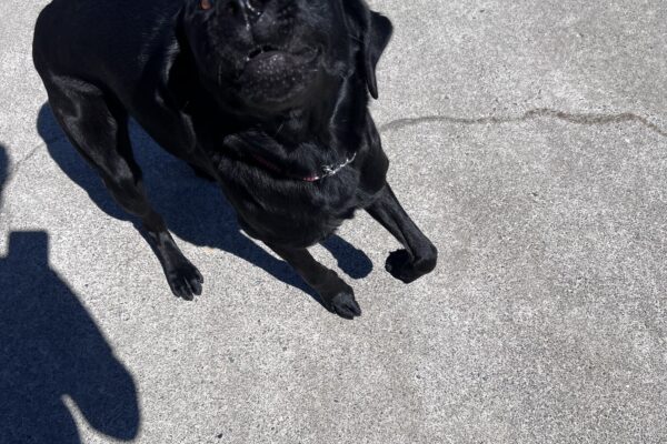 Heiress is mid bounce and looks up at the camera as she plays on a concrete area.