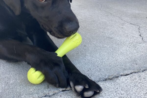 Navarone lays down in community run chewing on a green rubber bone.