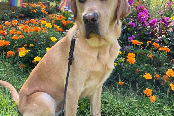 PD: Grant (a male yellow, Labrador Retriever) is pictured sitting in some grass with orange, yellow and magenta flowers and colorfully striped flags in the near background and tall trees in the far background. Grant is sitting in profile facing to the right but looking off to the left of the photographer.