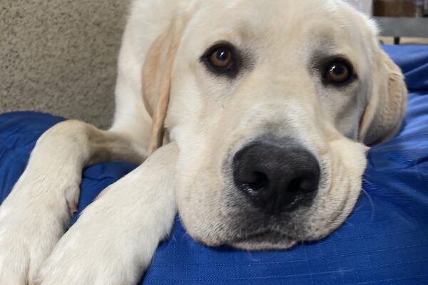 Wrangler lays on a soft blue bed on tie-down in the kennel.