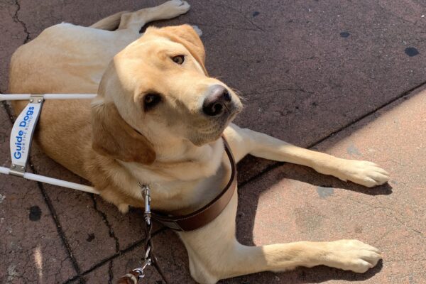 Marsha hangs out in harness on an outdoor patio.