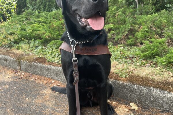 Delgado sits wearing a guide dog harness in a neighborhood in Gresham. Behind him are various green trees and shrubs. His is looking off to the side with his tongue hanging out.