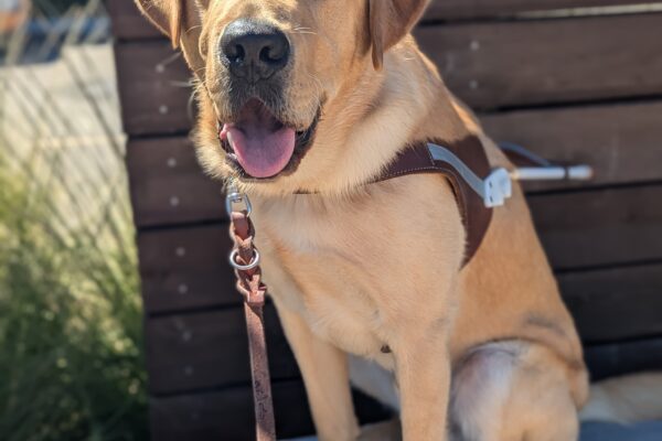 Allegro sits in harness on a low cement wall with a wooden background. The sun is beaming on his face as he smiles for the camera with his mouth open and his tongue slightly out.