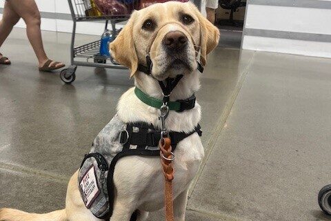 Yellow Lab Anders in his service dog vest sitting attentively inside Costco.
