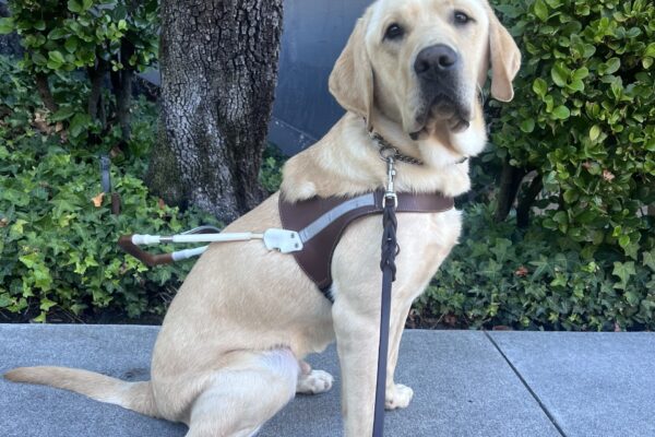 Dover is sitting in front of a large green bush and a tree. He is wearing his harness and is looking at the camera with a focused expression on his face.