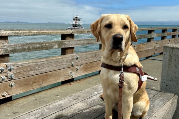 Estreya is sitting on a wooden bench in her guide dog harness, with a small boat on the Bay behind her. Her ears are perked as she looks off to the right of the camera. There are clouds above her, with a bit blue sky poking out.