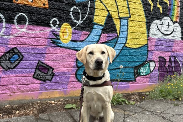 Male yellow lab "Fairfax" sits in front of a colorful mural looking towards the camera. He is wearing his guide dog harness.