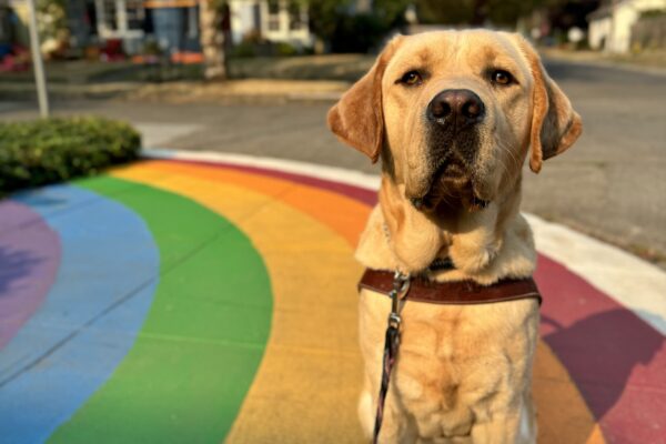 Yellow lab, Gavin, sits on the sidewalk painted with a rainbow underneath him. He is wearing his harness and looking at the camera seriously.