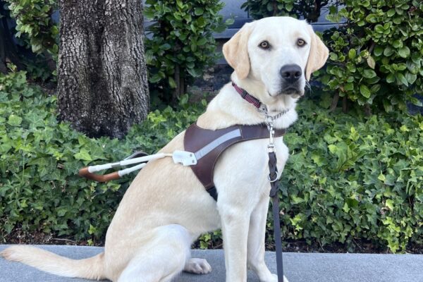 Hilde is sitting in front of a large green bush and a tree, wearing her harness. She is gazing at the camera with a focused expression on her face.
