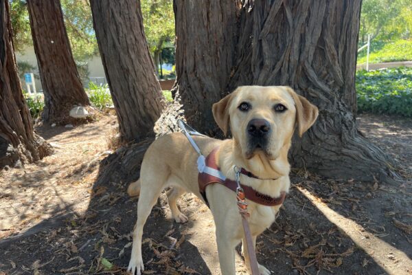 Huey is standing in the shade surrounded by redwood trees. He is wearing his harness and staring at the camera.