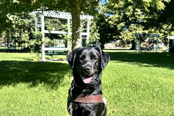 Festive in harness sitting in grass with trees and a white pergola in the background