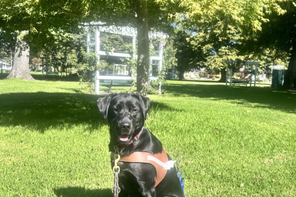 Neema in harness sitting in grass with trees and a white pergola in the background