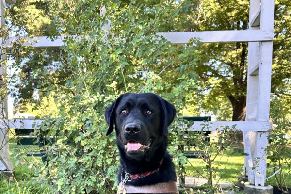 Denton sitting in harness in front of a white pergola with a rose bush growing on it.