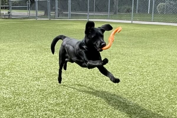 Jazzy is running in a large grassy area with a bright orange toy in her mouth.