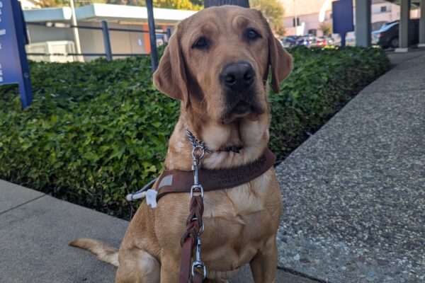 LaniJo sits in harness in a sidewalk after a route. She looks at the camera with a serious look on her face as she waits for her treat.