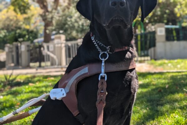Juana sits in harness on a slow cement wall with a park behind her. She looks directly past the camera at her handler.