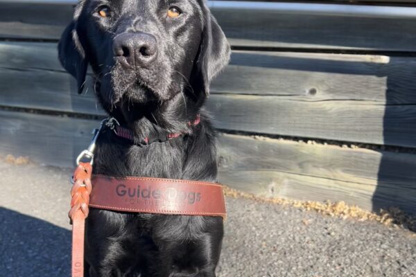 Jules is sitting and looking into the camera. She is wearing a Guide Dogs for the Blind harness.